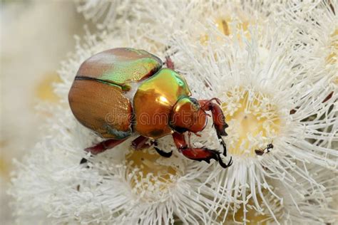 Christmas Beetle Larvae Scarabaeidae Stock Photo - Image of australia, zoology: 26564468