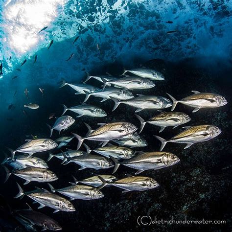 Pelagic Fish Photography - Underwater Photography Guide