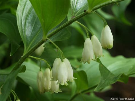 Polygonatum biflorum (Smooth Solomon's Seal): Minnesota Wildflowers