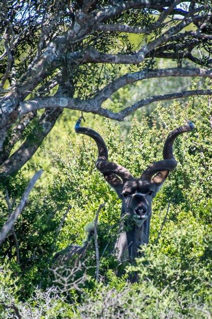 Premium Photo | Portrait of deer standing in forest