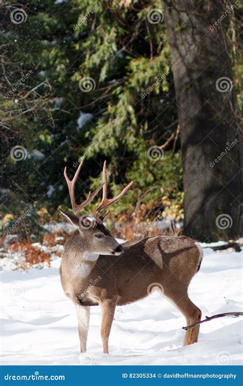 Mule Deer Buck with Large Antlers in Snow Stock Photo - Image of large, deer: 82305334