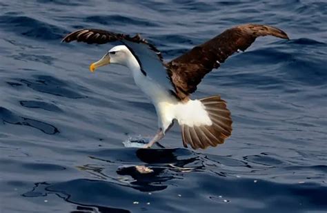 Albatross - Description, Habitat, Image, Diet, and Interesting Facts