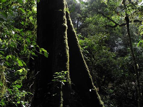 Exploring the diverse Kakamega Forest in Kenya - Africa Geographic