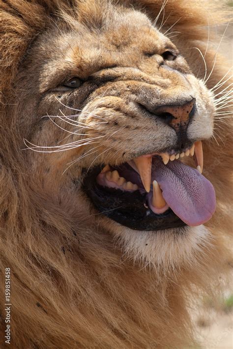 Lion pulling a face. Funny animal expression meme image. Something ...