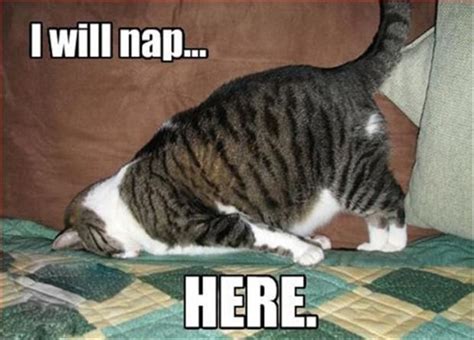 funny cat nap - Dump A Day