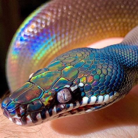 Enchanting snake colours : r/pics