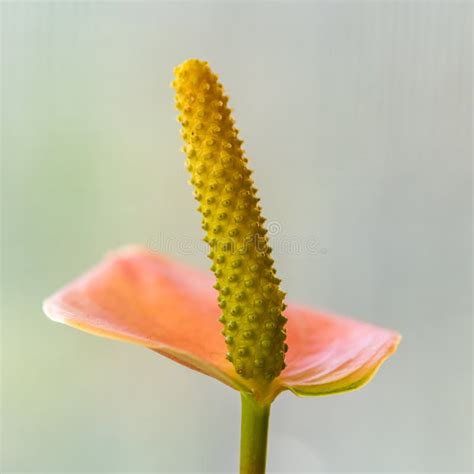 Anthurium Pink Peace Lily Flower Stock Image - Image of foliage, peace ...