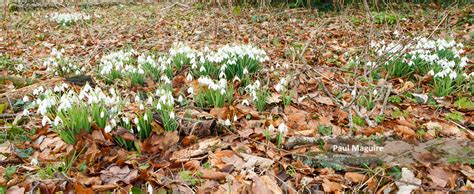 Buy a photo - Snowdrops in woodland - Paul Maguire