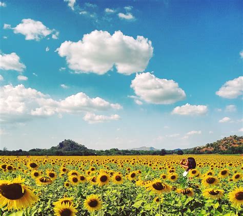 How to Visit Lopburi Sunflower Fields from Bangkok – Ummi Goes Where?