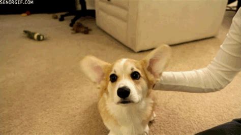 funny corgi gif | WiffleGif