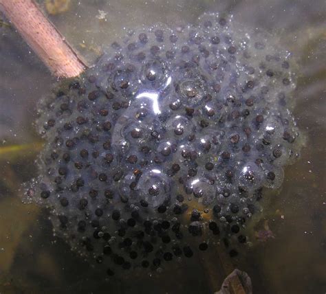 PRINCE OF THE POND: Frog Eggs and Toad Eggs