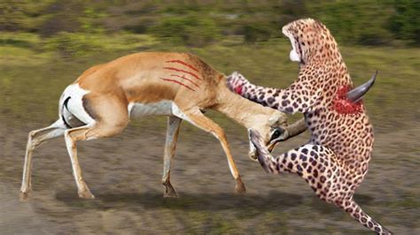 Angry Gazelle Rushes Take Down Cheetah With Horns To Save Baby ...