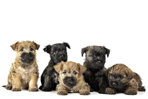 Cairn Terrier Puppies For Sale