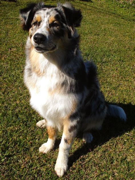 Raj the Aussie Shepherd | Cattle dogs mix, Australian cattle dog mix, I love dogs