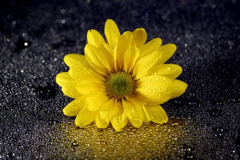 Yellow Daisy Wallpapers - Top Free Yellow Daisy Backgrounds - WallpaperAccess