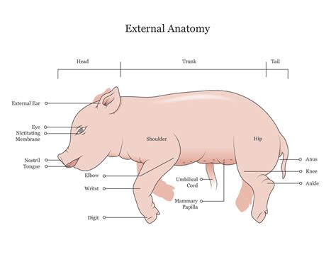 Fetal Pig Dissection Anatomy