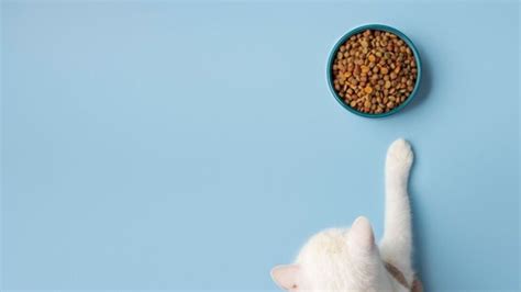 How to Choose Premium Cat Food for Your Feline Friend: A Complete Guide - Archyde