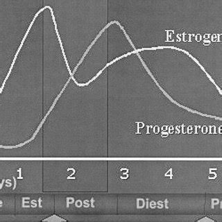 Estrus cycle in rats with variations in estrogen and progesterone ...