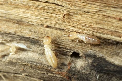 5 Things You Need to Know about Subterranean Termites | Bain Pest ...