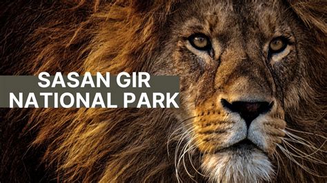 2 Nights Sasan Gir National Park Itinerary - Eat Travel Fun by Mansi Oza