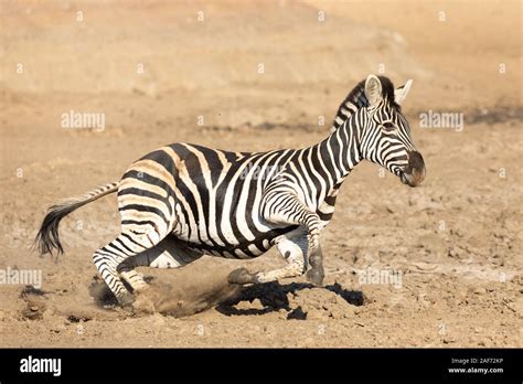 Zebra Running Fast