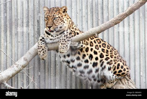 Fat leopard hi-res stock photography and images - Alamy