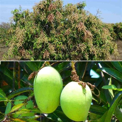 Mango Flower and Fruit Drop, Causes, Control Methods | Agri Farming