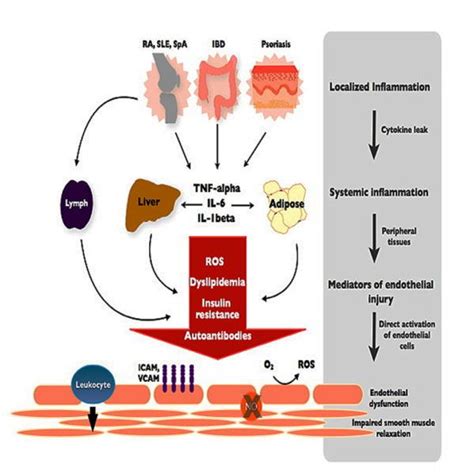 IJMS | Free Full-Text | Endothelial Dysfunction in Chronic Inflammatory Diseases