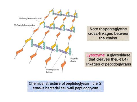 Chemical structure of peptidoglycan: the S. aureus bacterial cell wall peptidoglycan