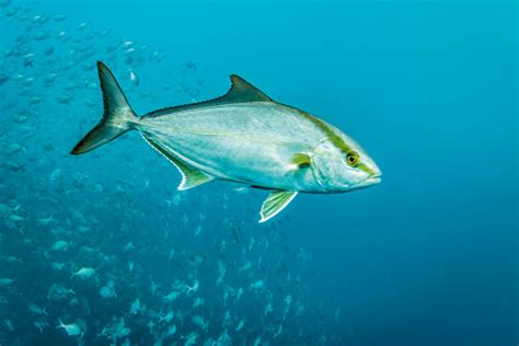 Fish ID: Amberjack and almaco jack - The Fishing Website