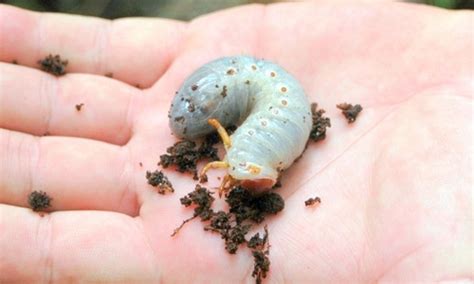 coconut rhinoceros beetle - Oryctes rhinoceros