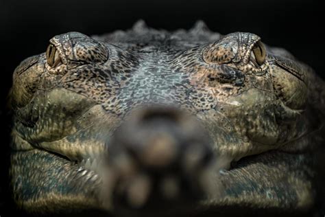 Alligator Mouth Stock Photos, Images and Backgrounds for Free Download