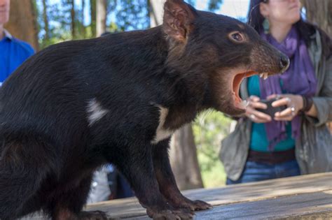 Best Places to See Wildlife in Tasmania - Happiest Outdoors