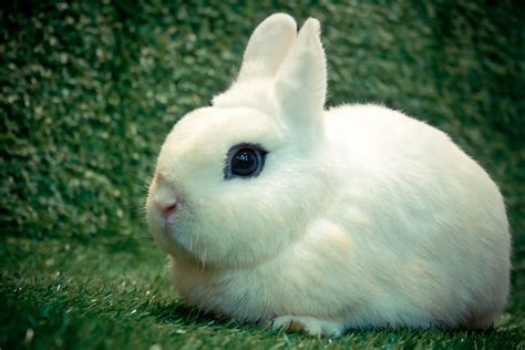 Cutest Rabbit Breeds