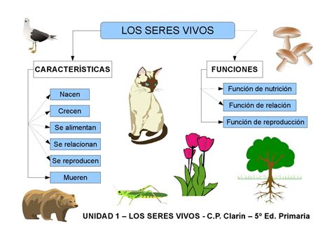 Mapa Conceptual De Las Características De Los Seres Vivos Pdf Document | Images and Photos finder