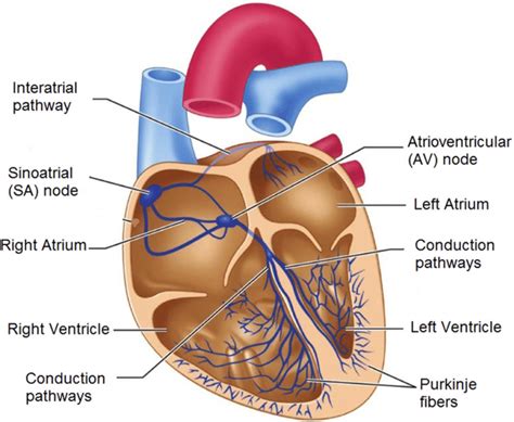 Diagram of the electrical conduction systems in the heart. Image ...