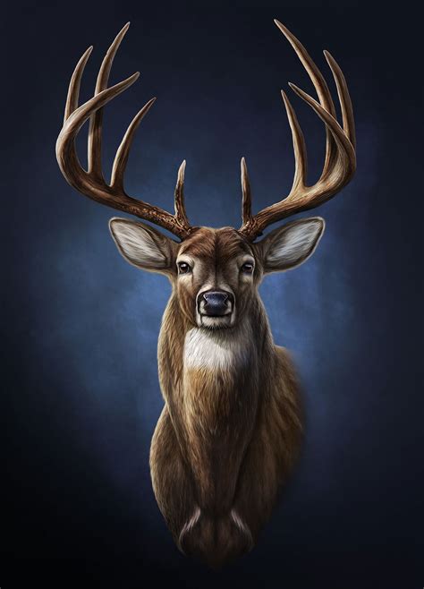 Whitetail-Deer-illustration - Joel Jensen Art