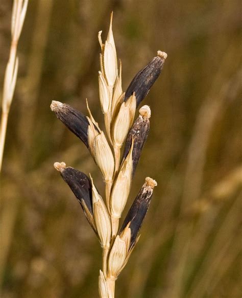 Спорынья обыкновенная (Claviceps purpurea Tut.) - лекарственный, ядовитый гриб. Описание ...