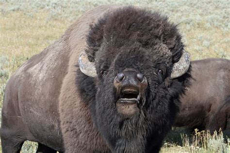 Yellowstone National Park bison attack - Bigger Picture Account ...