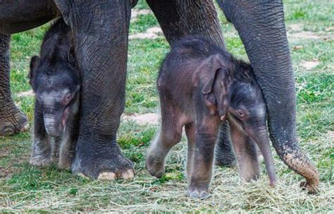 Syracuse’s baby twin elephants need names: You can help! (photos, video ...