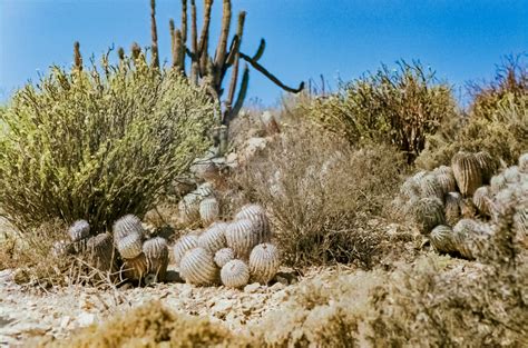 Photos: Cacti Are More Than Trendy Houseplants in Chilean Atacama ...