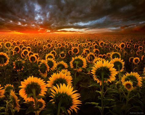 Download Yellow Flower Sun Sunset Field Nature Sunflower HD Wallpaper