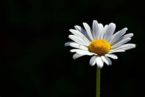 White Daisy White Background