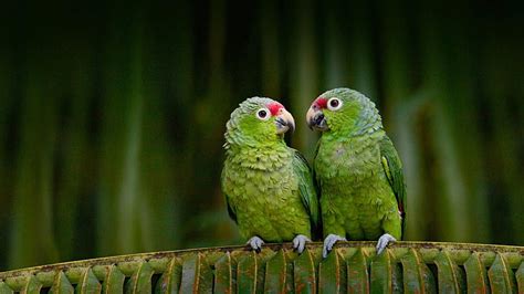 HD wallpaper: A couple parrots, 2 birds, branch | Wallpaper Flare