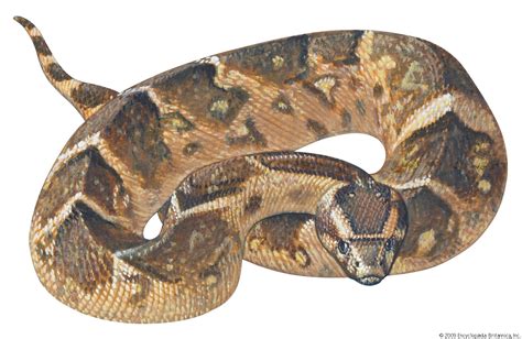 Adder | Venomous Reptile of Europe & Asia | Britannica