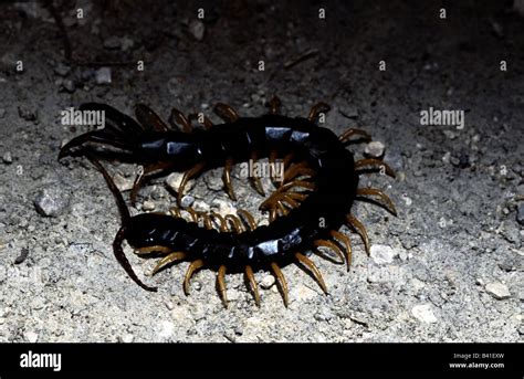 Scolopendra gigantea hi-res stock photography and images - Alamy