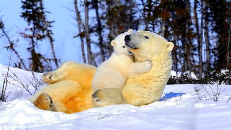 Two polar bears HD wallpaper | Wallpaper Flare