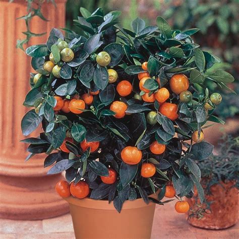 Tangerine - Citrus Trees - Stark Bro's