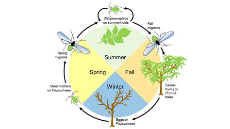 Aphids - Integrated Pest Management | UI Extension