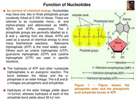 Importance Of Nucleic Acid - Notes - LearnPick India